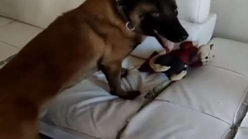 Θεσσαλονίκη: Ο σκύλος &quot;Booker&quot; οδήγησε στη σύλληψη μητέρας και γιου για διακίνηση ναρκωτικών [βίντεο]