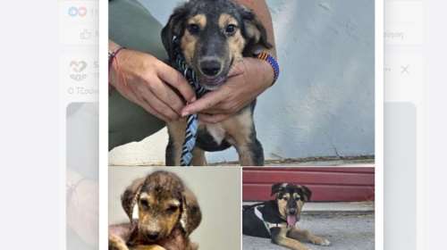 Τζούνο, το μικρό αντράκι: Ό,τι με πρόδωσε το ρίχνω στο πηγάδι - Ό,τι με σκότωσε το σβήνω μ’ ένα χάδι