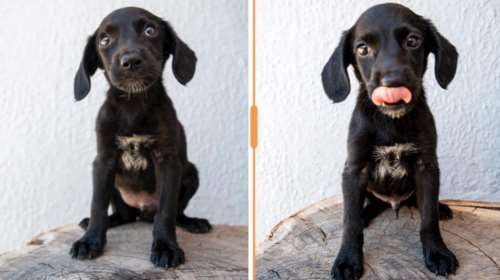 Σώστε ένα αδεσποτάκι: Είναι φάτσα - Και όμως τον παράτησαν σε κάδο σκουπιδιών [Θαυμάστε πόζες]