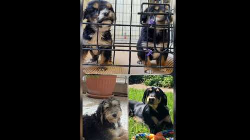 O Ντόνατ και ο Μπουρίτο από την Πρέβεζα έζησαν το θαύμα - Υιοθετήθηκαν και μεγάλωσαν με τις οικογένειές τους