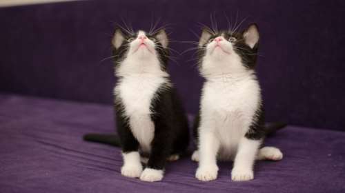 Γιατί οι γάτες κυνηγούν τα λέιζερ; Είναι τα γρήγορα κινούμενα θηράματα; Κατά πόσο είναι ασφαλές παιχνίδι