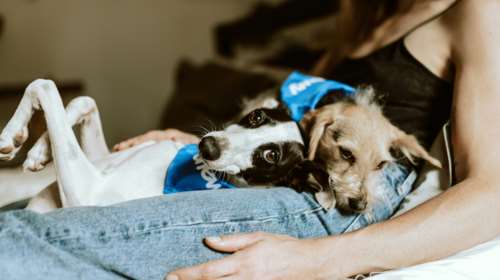 Μας θυμούνται τα σκυλιά; Πώς λειτουργεί η μνήμη τους και πώς σχηματίζονται οι αναμνήσεις τους