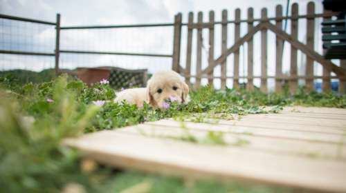 Πώς νιώθουν οι σκύλοι μας όταν τους αφήνουμε για φιλοξενία σε πανσιόν