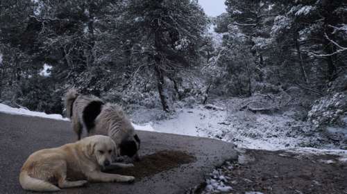 Αυτές τις ημέρες που κάνει κρύο, ας προστατέψουμε τα αδέσποτα της γειτονιάς μας