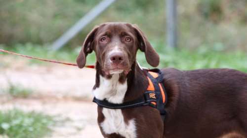 Σώστε ένα αδεσποτάκι: Ο &quot;σοκολάτος&quot; είναι κούταβος - Είναι τόσο σοκολατένιος που νομίζεις πως θα στάξει