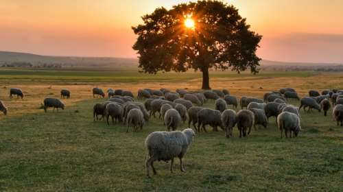 Ευλογιά στα αιγοπρόβατα: Πότε είναι ασφαλής η κατανάλωση κρέατος και γάλακτος