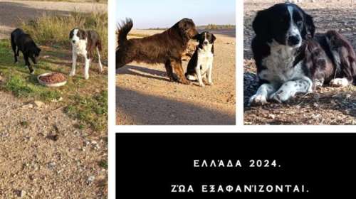 Adopt a Paw Today: Ζώα εξαφανίζονται, ξαφνικά - Άφαντοι αδέσποτοι σκύλοι στα Οινόφυτα