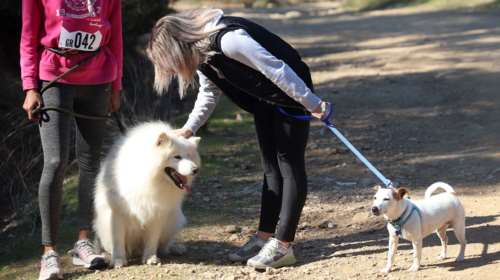 Λεϊσμανίαση ή &quot;Kala azar&quot;: Μια σοβαρή και διαρκής απειλή για τη ζωή του σκύλου μας