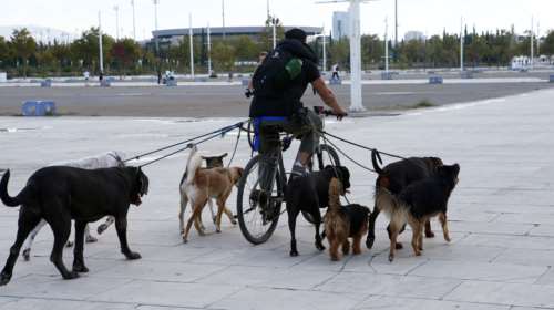 Οι τρεις κίνδυνοι του φθινοπώρου για τα σκυλιά: Τι να προσέξουμε