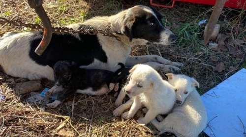 Η Ελλάδα &quot;αιμορραγεί&quot; κουτάβια χωρίς μέλλον και αδέσποτα ανάμεσα σε λαμαρίνες και σκουπίδια