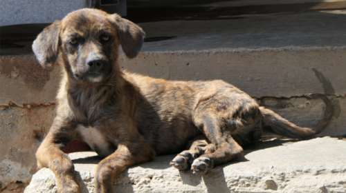 Σώστε ένα αδεσποτάκι: Το Ερηνάκι - Λυγίσαμε έξω από το κλουβί της στο κυνοκομείο Σπάρτης