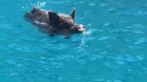 Ιθάκη: Αγριογούρουνο πήρε στο κυνήγι δύο τουρίστριες μέσα στη... θάλασσα - Ετρεχαν τρομαγμένες [βίντεο]