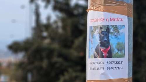 Save a Greek Stray: H Μπέτυ έχει εντοπιστεί - Μην την πλησιάσετε, ειδοποιήστε για το σημείο που την είδατε στα 6936533791 - 6932345777