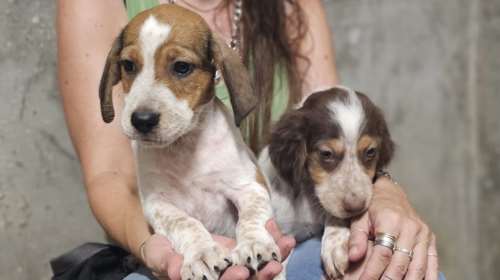 Ο Μπόνο και ο Πινέλο πάνε σχολείο: Απολαύστε τα
