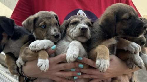 Είναι έξι μωρά μια σταλιά, μόλις δύο μηνών στο δρόμο - Πάμε να τους αλλάξουμε το πεπρωμένο