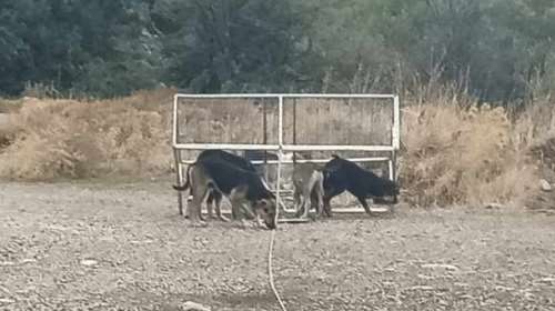 Η λεχώνα σκυλίτσα με κομμένο πόδι και το τσοπανόσκυλο σε μόνιμη αλυσόδεση επί 3 χρόνια - Δυο δύσκολες διασώσεις