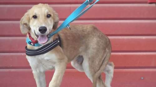 Ο Μαξ καθώς ανάρρωνε και μεγάλωνε, γινόταν όλο και πιο όμορφος - Το απόλυτο κουτάβι για διαφήμιση