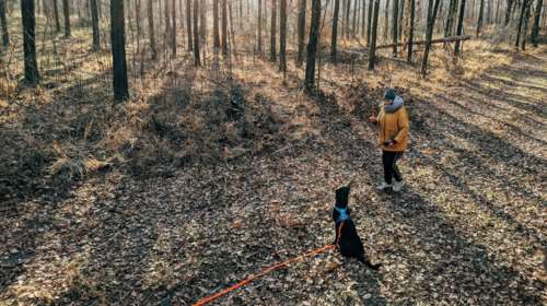 Γιατί ο σκύλος μου κάθεται κατά τη διάρκεια της βόλτας;