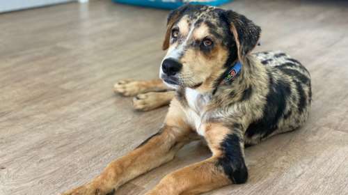 Πόλκα: Πώς βρέθηκε ένας τόσο σπάνιος σκύλος να κυκλοφορεί αδέσποτος σε ένα χωριό;