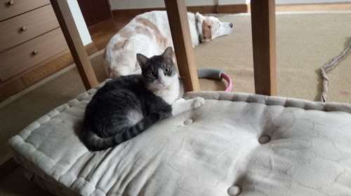 Πώς μπορούμε να διατηρήσουμε διαχειρίσιμο το κόστος της φροντίδας των κατοικιδίων μας