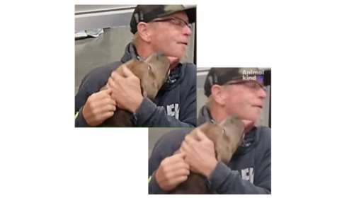 Η συγκινητική επανένωση χαμένου σκύλου με τον ιδιοκτήτη του μετά από 6 μήνες [βίντεο]