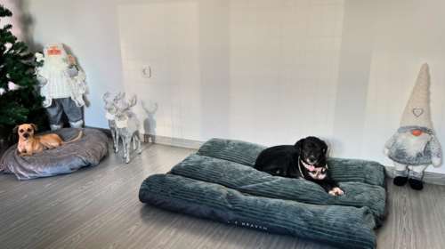 Η πρώτη φορά που η Hope και η Μαργαρίτα στολίζουν δέντρο και ζουν σε σπίτι