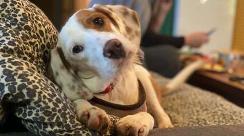 Σώστε ένα αδεσποτάκι: Η Αριελ - Μπορείτε να πιστέψετε πως αυτή η κουταβίνα βρέθηκε στο δρόμο;