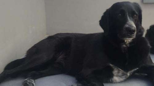 Η Νέρα - Βοηθήστε να βρεθεί - Ήταν στη Νέα Πεντέλη - Η οικογένεια της την ψάχνει και αγωνιά