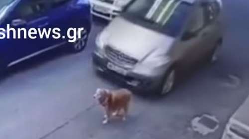 Σύλληψη και πρόστιμο 45.000 ευρώ στην 63χρονη που πάτησε εν ψυχρώ σκύλο - Πρόστιμο και στην ιδιοκτήτριά του