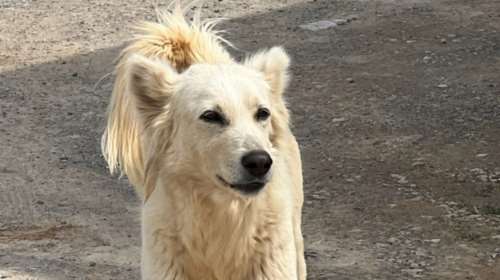 Πώς να βάλεις περισσότερη χαρά στην καθημερινότητά σου: Επικοινώνησε με τον Φοξ