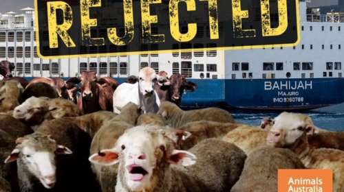 Αυστραλία: Εγκλωβισμένα επί ένα μήνα χιλιάδες ζώα που θα μεταφέρονταν στο Ισραήλ  λόγω της κρίσης στην Ερυθρά Θάλασσα