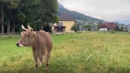 Βερόνικα: Η πιο έξυπνη αγελάδα στον κόσμο χρησιμοποιεί εργαλεία -  Εύρημα ιδιαίτερης σημασίας για τη νοημοσύνη τους