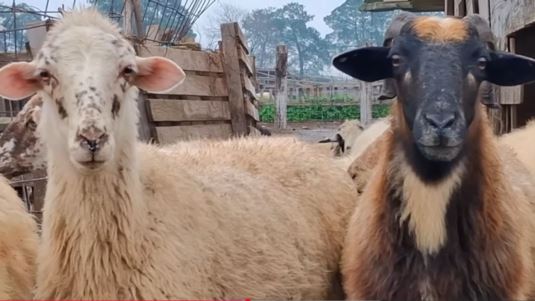 &quot;Δεν υπάρχει φυλή αιγοπροβάτων Ρουμλουκίου&quot; - Τι λέει ο αντιπεριφερειάρχης για το κοπάδι που θανατώθηκε