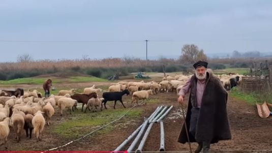 Κτηνοτρόφος αποχαιρετά με λυγμούς τα 450 πρόβατά του: Τα τελευταία της ντόπιας ιστορικής φυλής Ρουμλουκίου