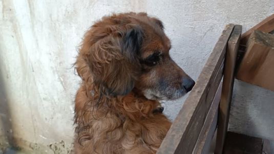 Ο σκυλάκος αφαιρέθηκε μετά από καταγγελία για παραμέληση -  Βρίσκεται σε φωταγωγό