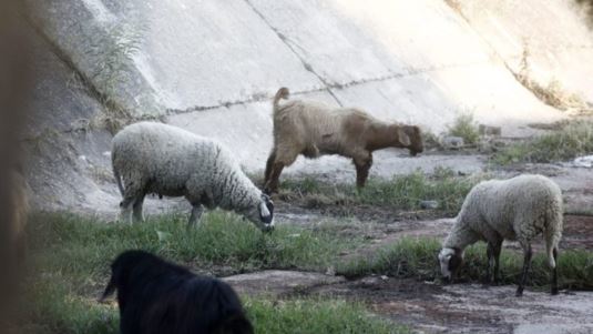 Κόντρα κυβέρνησης - ΠΑΣΟΚ για την ευλογιά: "Ψεύδη για την διαχείριση - Ουρά του Βελόπουλου"
