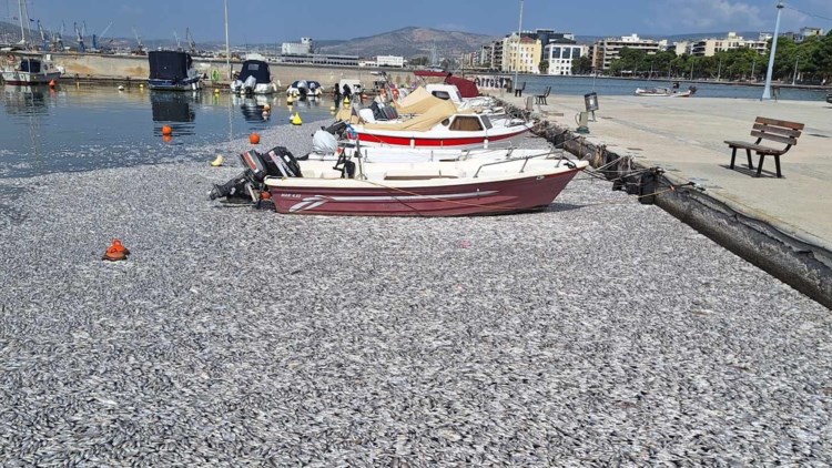 Απέραντη θάλασσα από νεκρά ψάρια στον Βόλο: Μέσα σε λίγες ώρες μαζεύτηκαν... | Ελλάδα Ειδήσεις