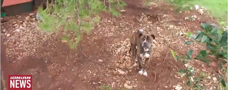 ΣΚΥΛΟΣ ΖΑΚΥΝΘΟΣ