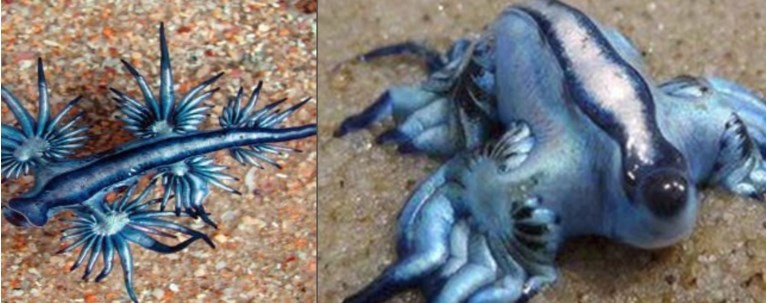 blue dragon