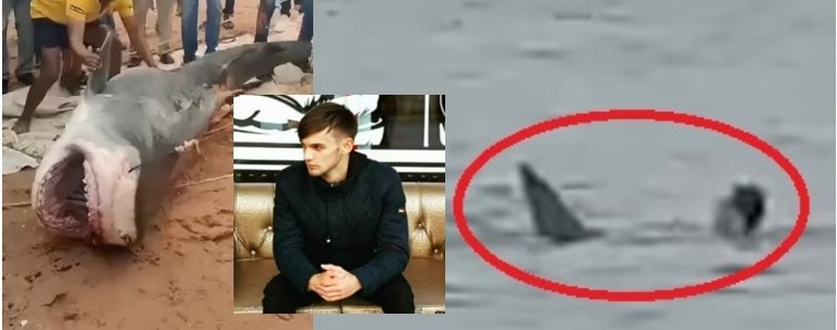 Αίγυπτος καρχαρίας