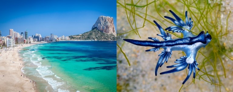 ΜΠΛΕ ΔΡΑΚΟΣ ΙΣΠΑΝΙΑ