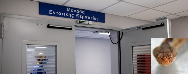 ΜΕΘ - Φίδι