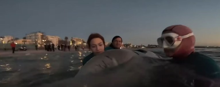 φάλαινα