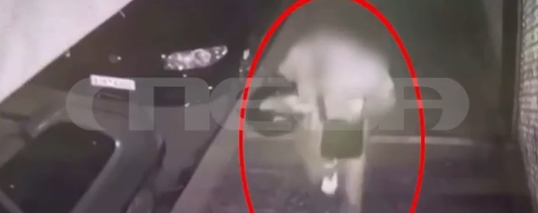 ΦΟΙΝΙΚΟΥΝΤΑ
