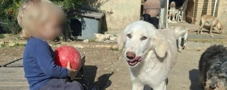 ζακυνθος σκυλος