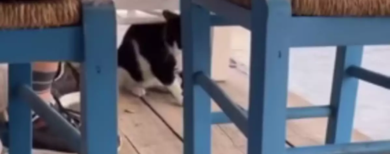 Γατάκι