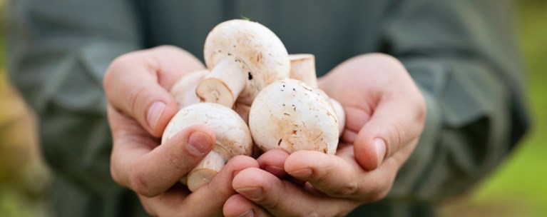 Σωρεία δηλητηριάσεων απο άγρια μανιτάρια απο το Σεπτέμβρη.Πέθανε 44χρονη