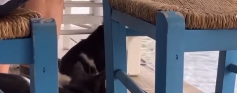 Αιδηψός γάτα