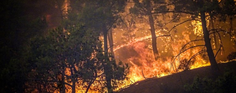 ροδοσ φωτια