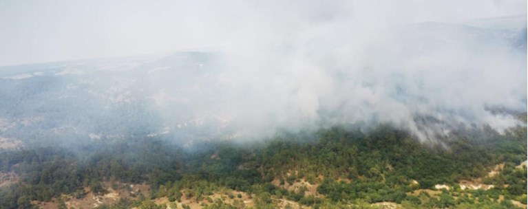 Φωτιά στο δάσος της Δαδιάς